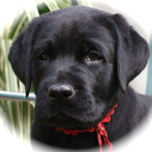 Black Labrador Dog | Diamond Painting