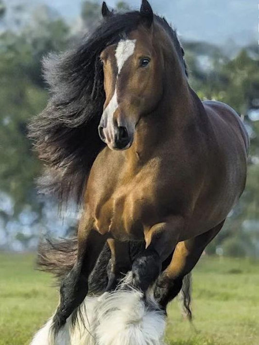 Clydesdale Horse | Diamond Painting