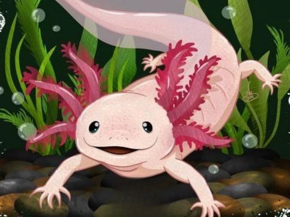Axolotl | Diamond Painting