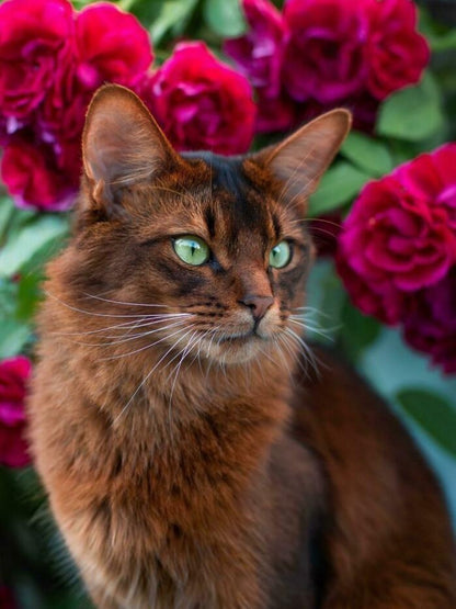 Abyssinian Cat | Diamond Painting