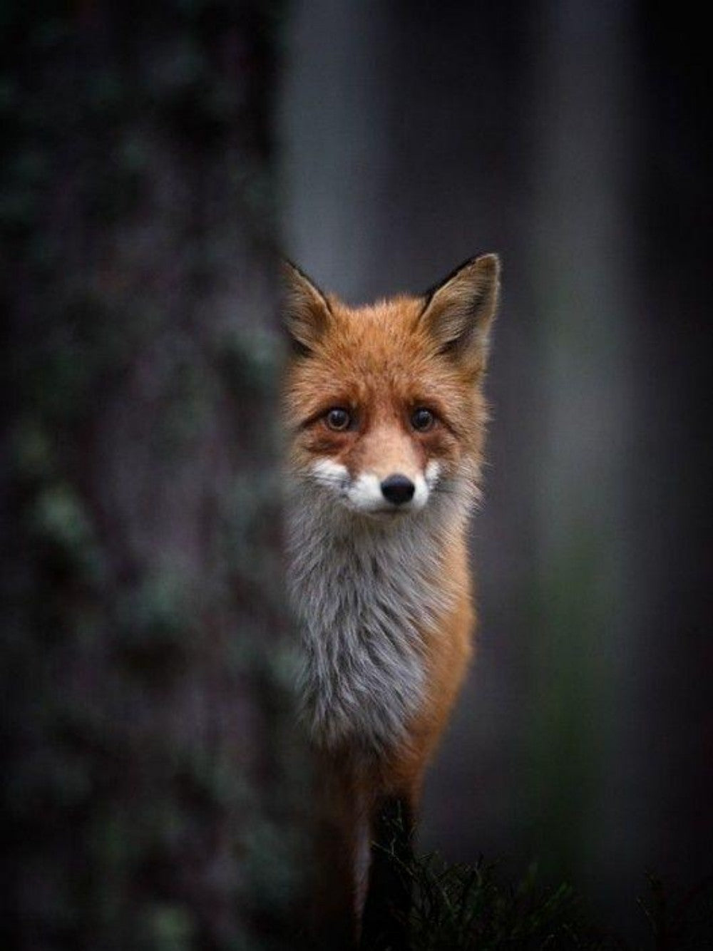 Fox | Diamond Painting