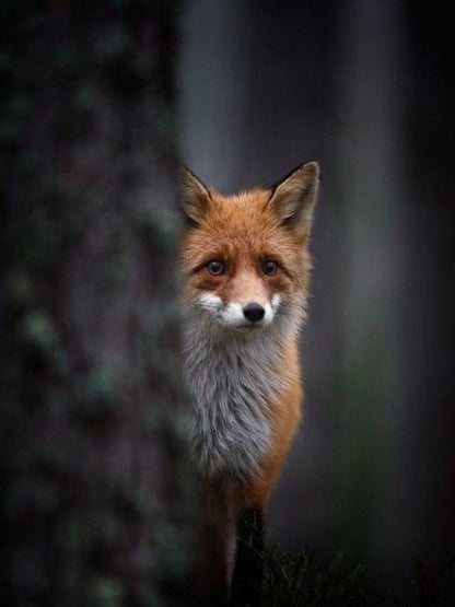 Fox | Diamond Painting