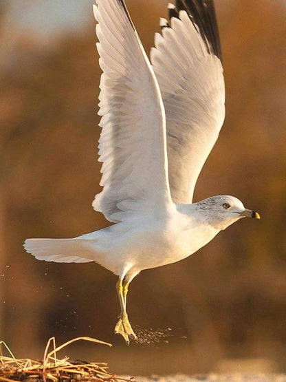 Gull | Diamond Painting