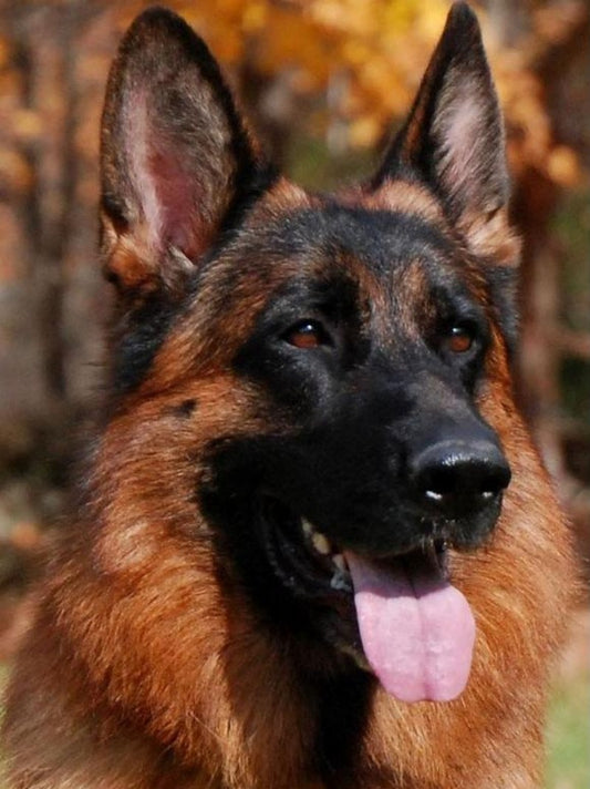 Dog German Shepherd | Diamond Painting