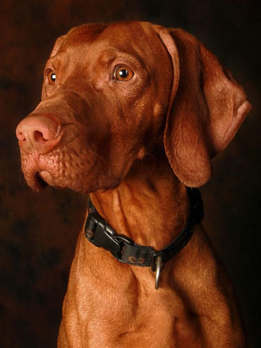 Vizsla Dog | Diamond Painting