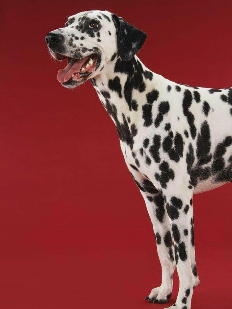 Dalmatians Dog | Diamond Painting