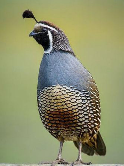 Quail | Diamond Painting