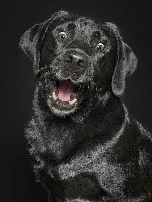 Black Labrador Dog | Diamond Painting