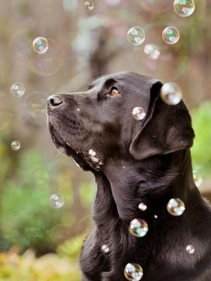 Chocolate Labrador Dog | Diamond Painting