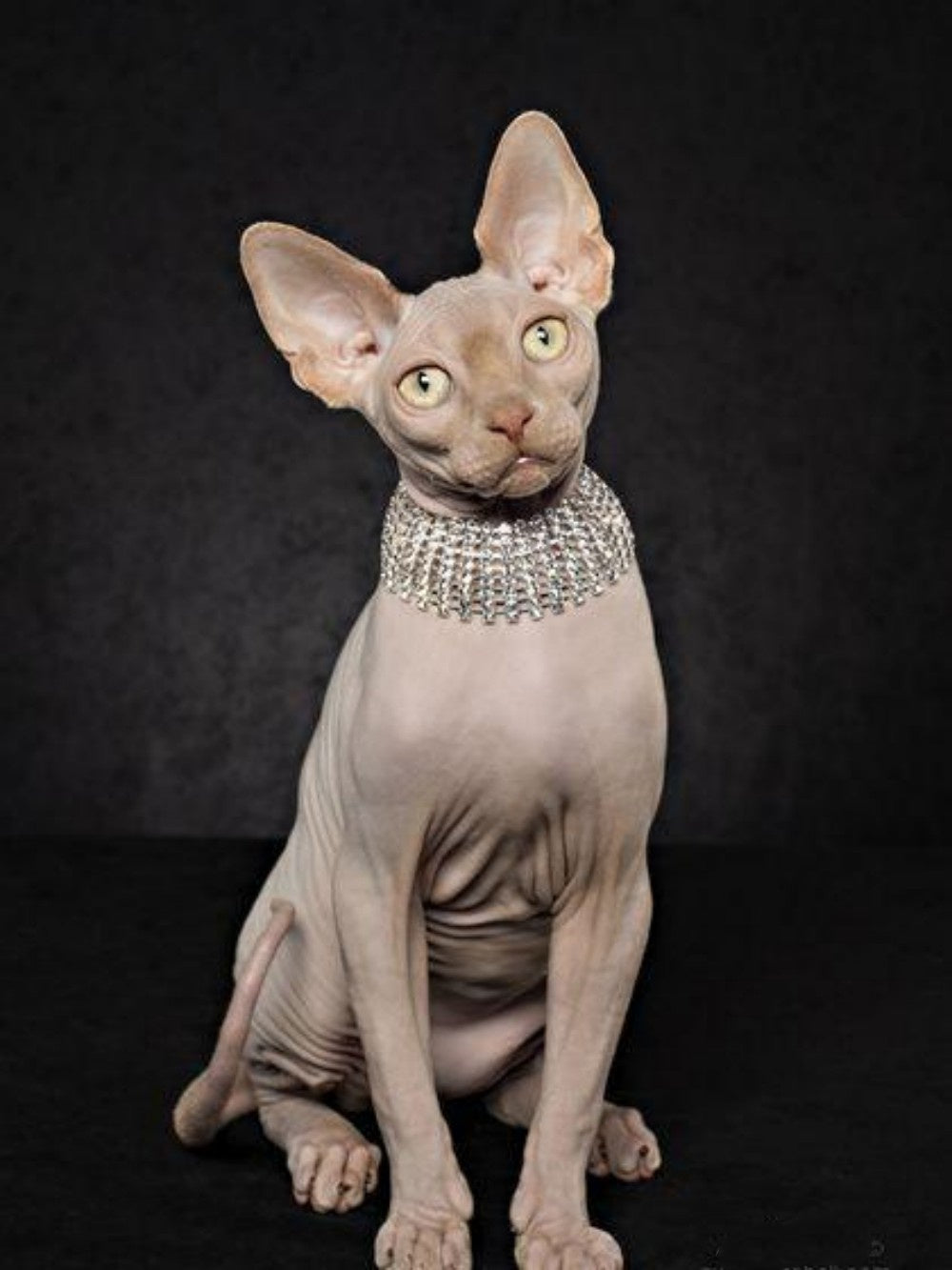 Sphynx Cat  | Diamond Painting