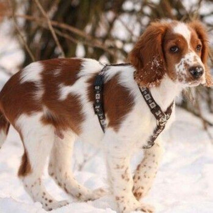 Brittany Spaniel Dog | Diamond Painting
