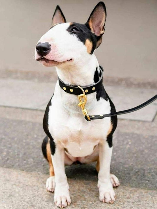 English Bull Terrier Dog | Diamond Painting