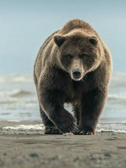 Brown Bear | Diamond Painting
