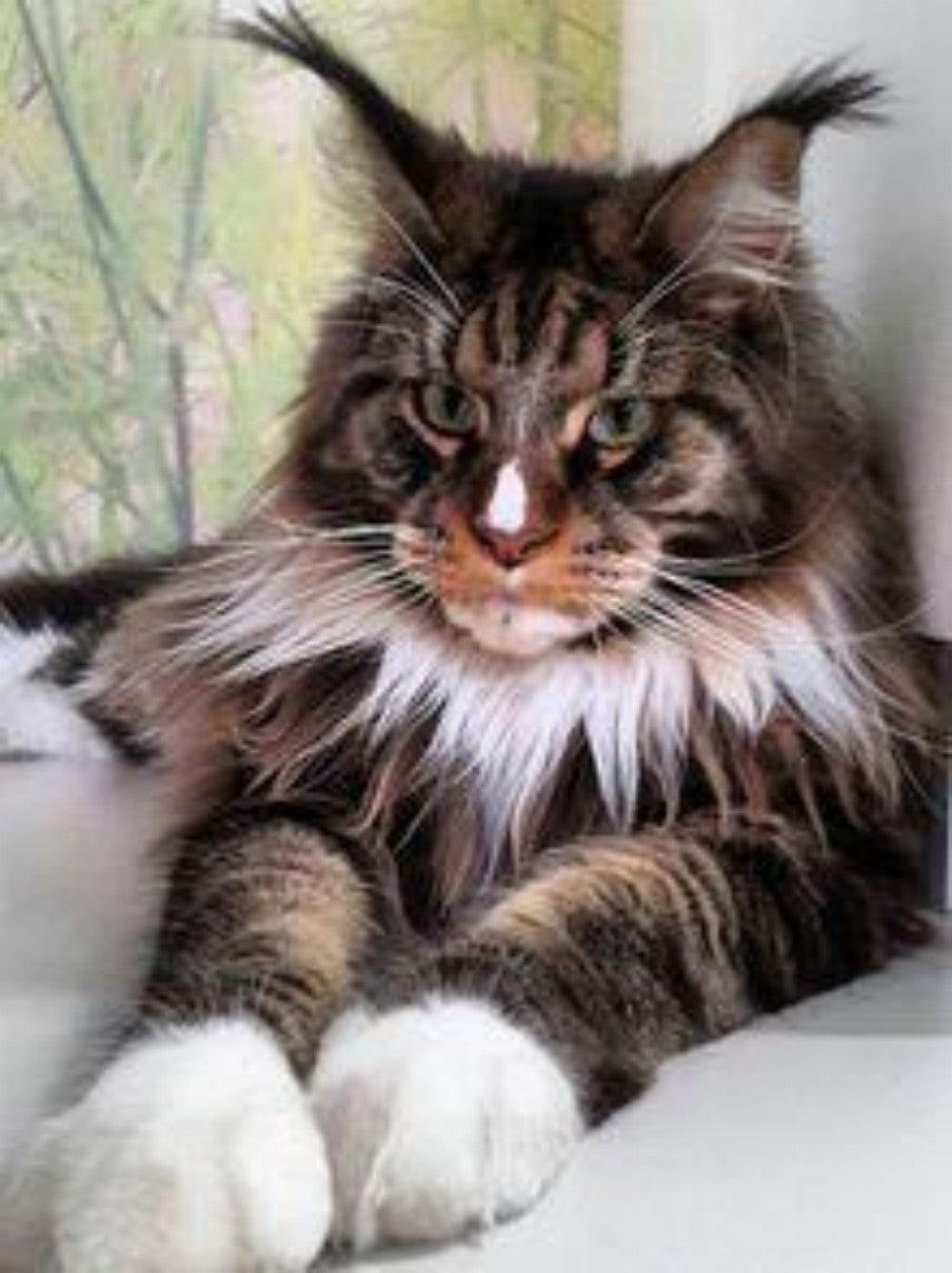 Maine Coon | Diamond Painting