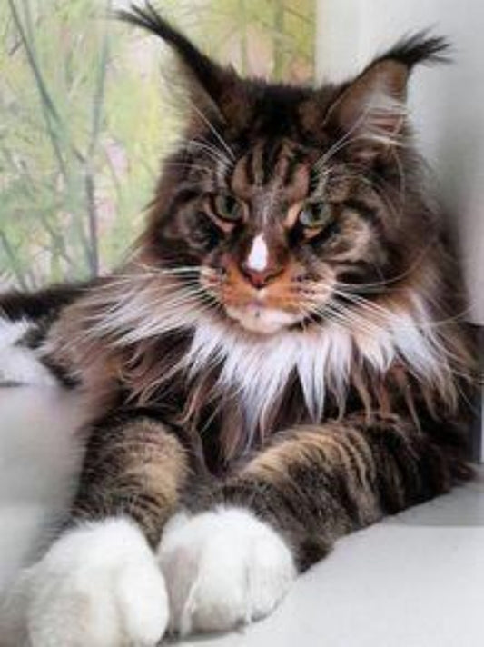 Maine Coon | Diamond Painting