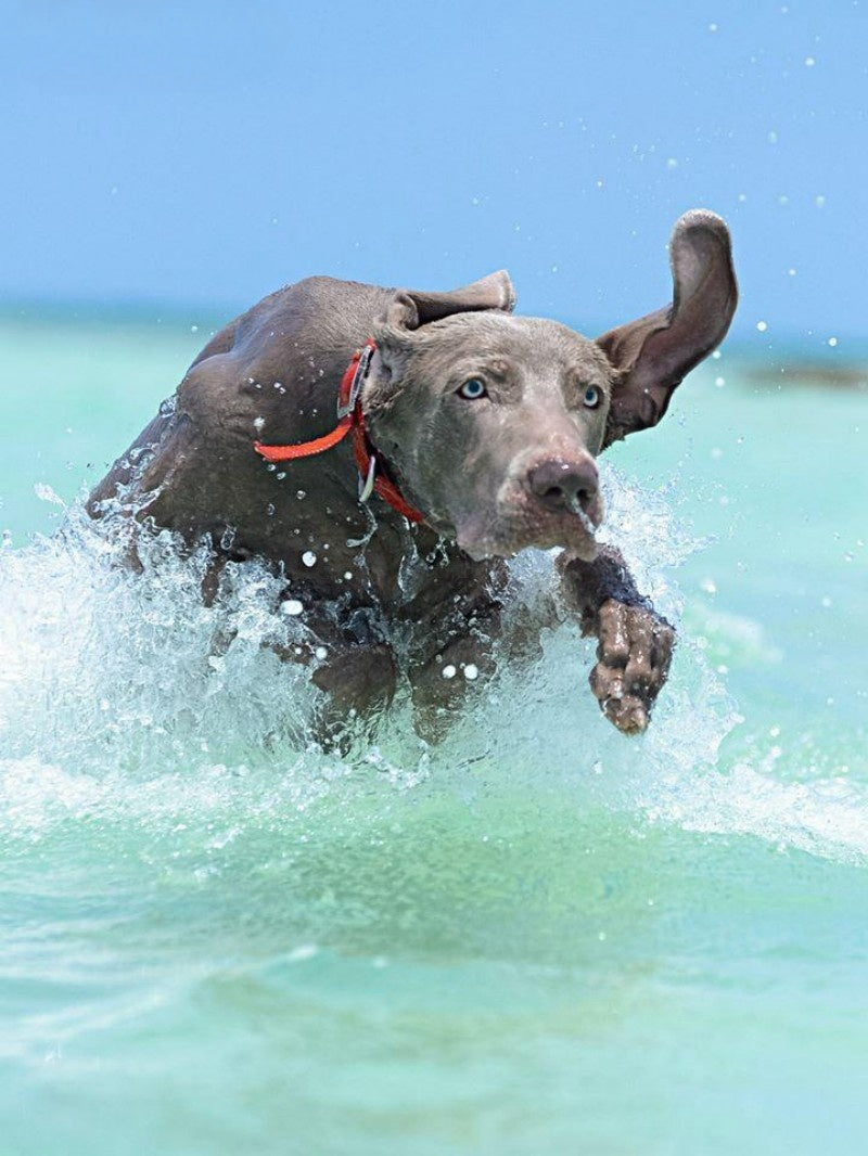 Weimaraner Dog | Diamond Painting