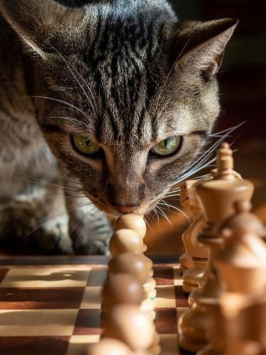 Cats Playing Chess | Diamond Painting