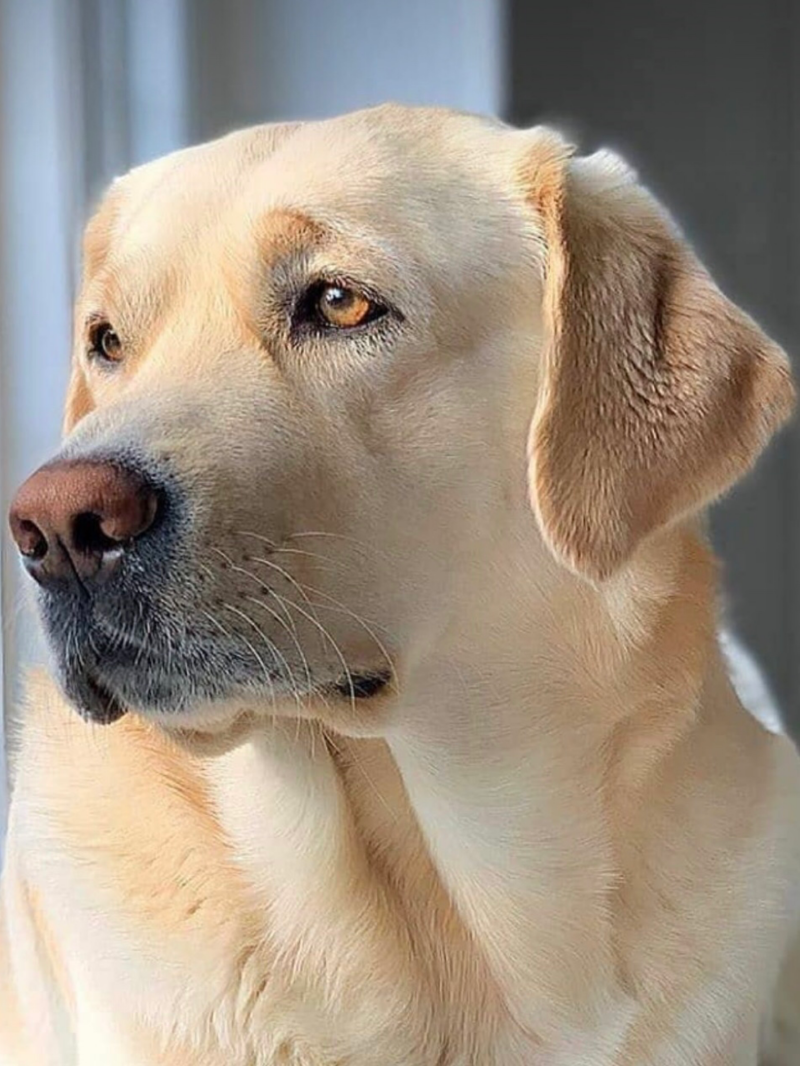 Yellow Labrador Dog | Diamond Painting
