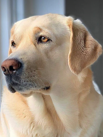 Yellow Labrador Dog | Diamond Painting