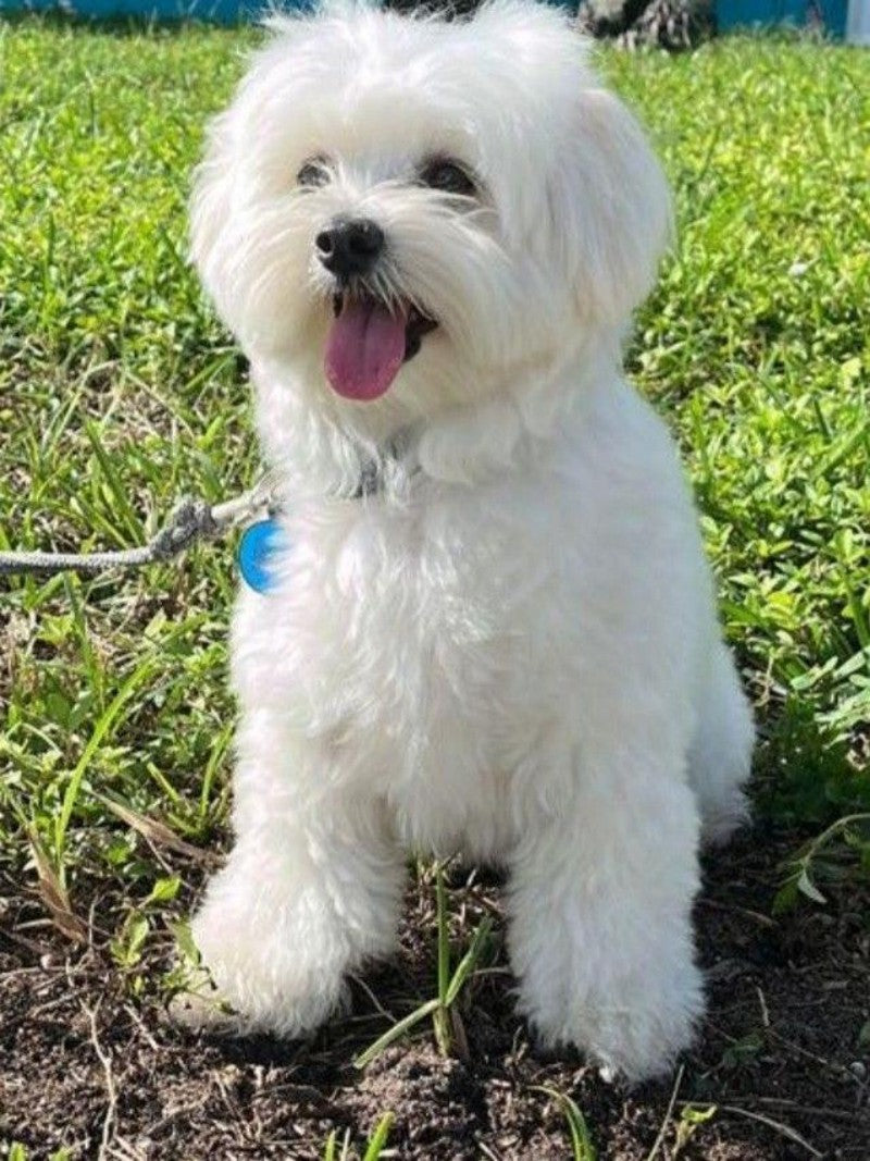 Dog Bichon Frise | Diamond Painting