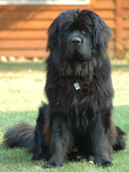 Newfoundland Dog | Diamond Painting