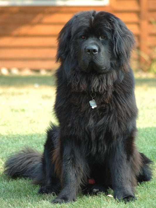 Newfoundland Dog | Diamond Painting