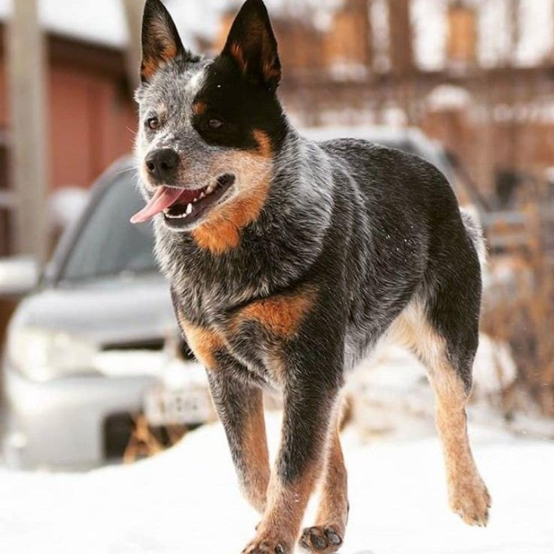 Cattle Dog (Blue Heeler) | Diamond Painting