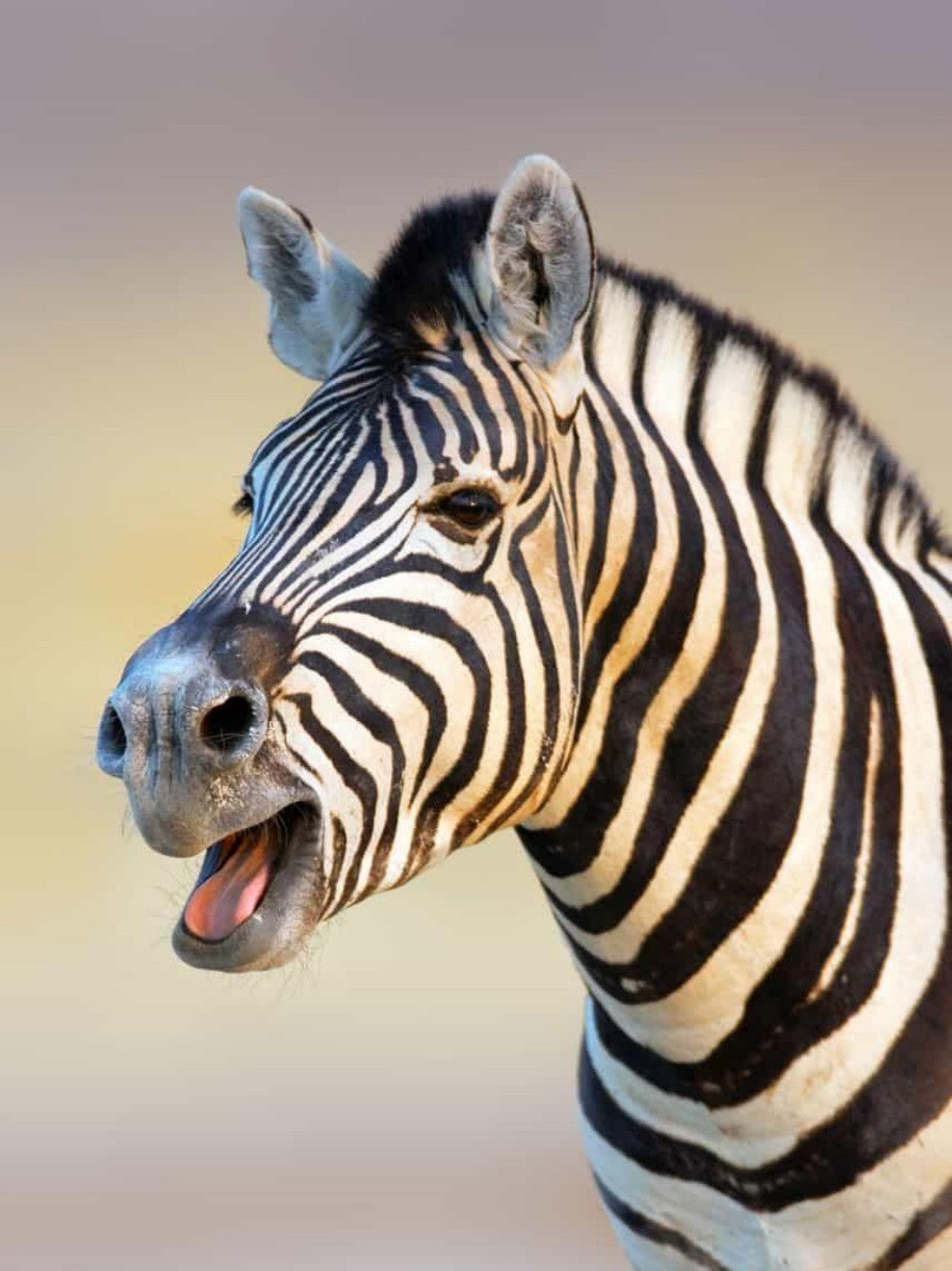 Zebra | Diamond Painting