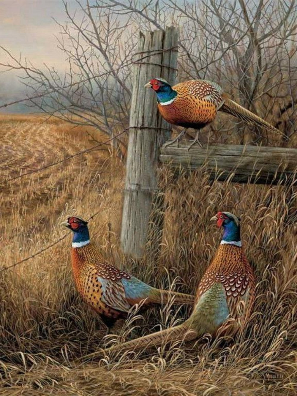 Pheasant | Diamond Painting