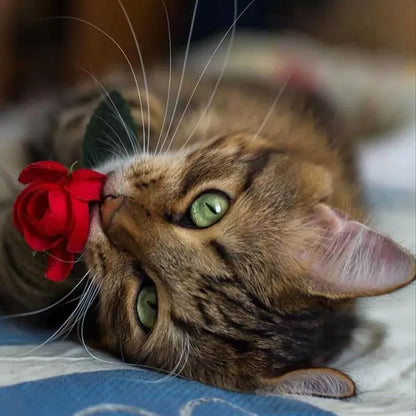 Cat | Diamond Painting