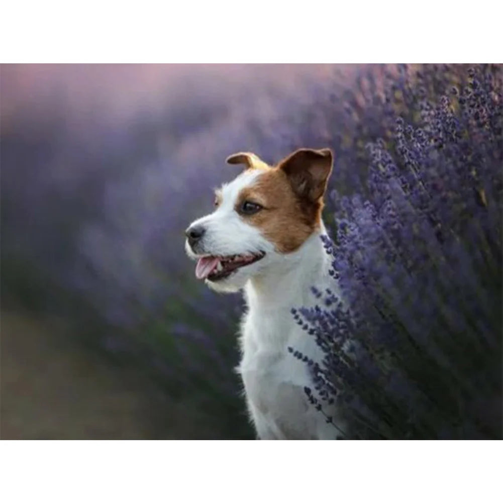 Jack Russell Dog Is Waiting | Diamond Painting