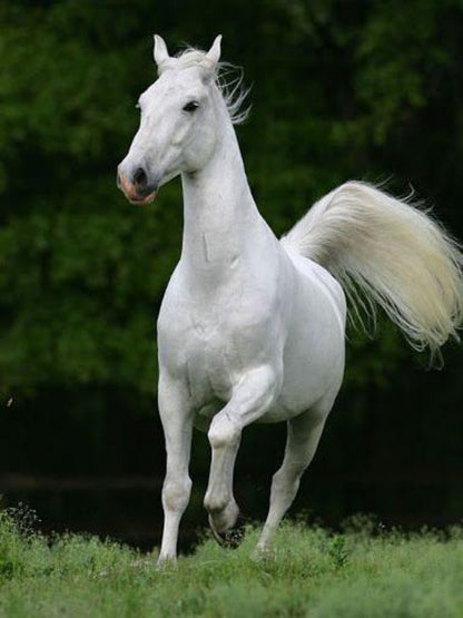 Horse | Diamond Painting