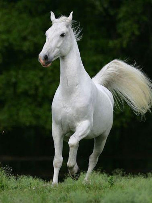 Horse | Diamond Painting
