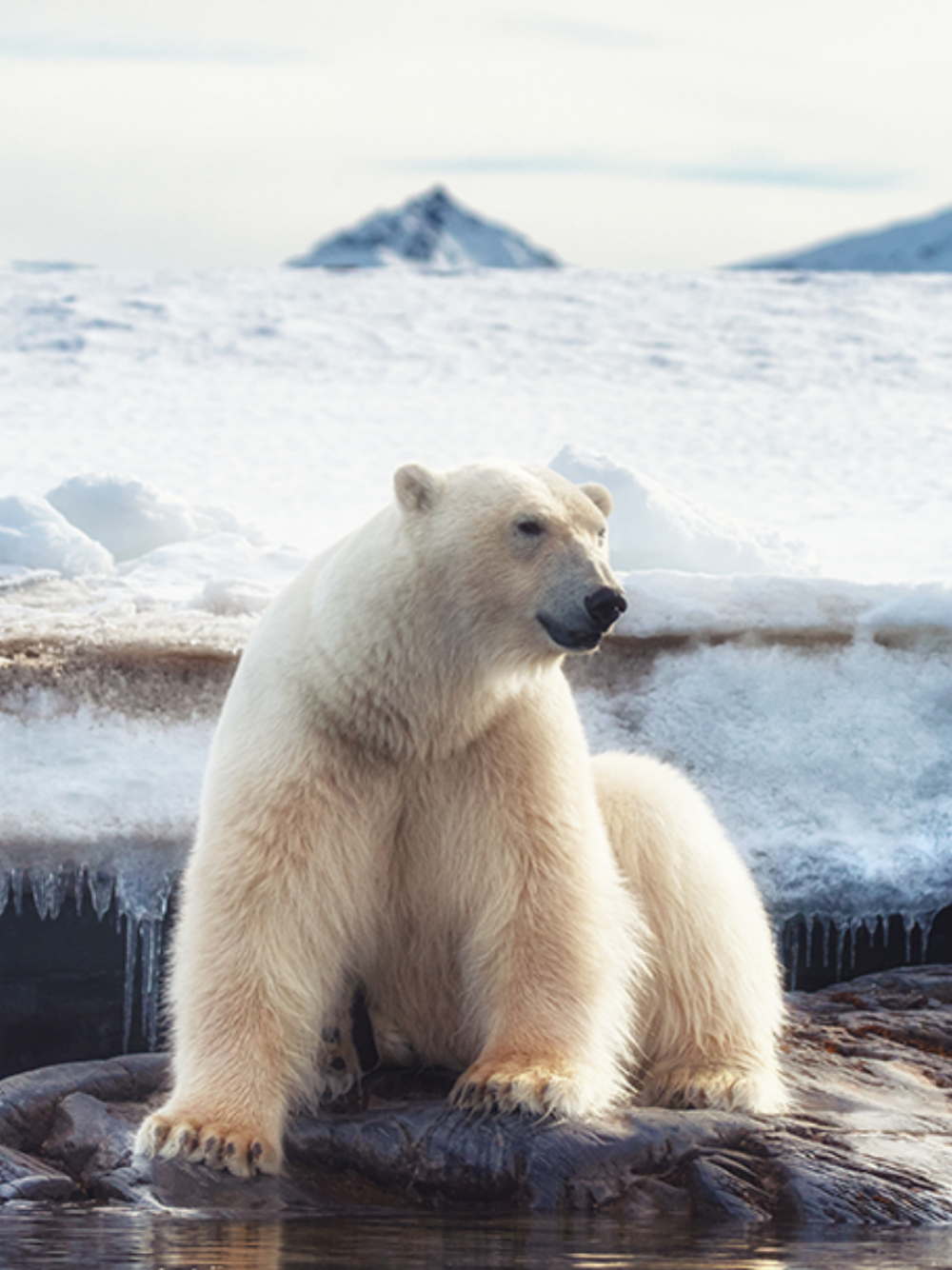 Polar Bear | Diamond Painting