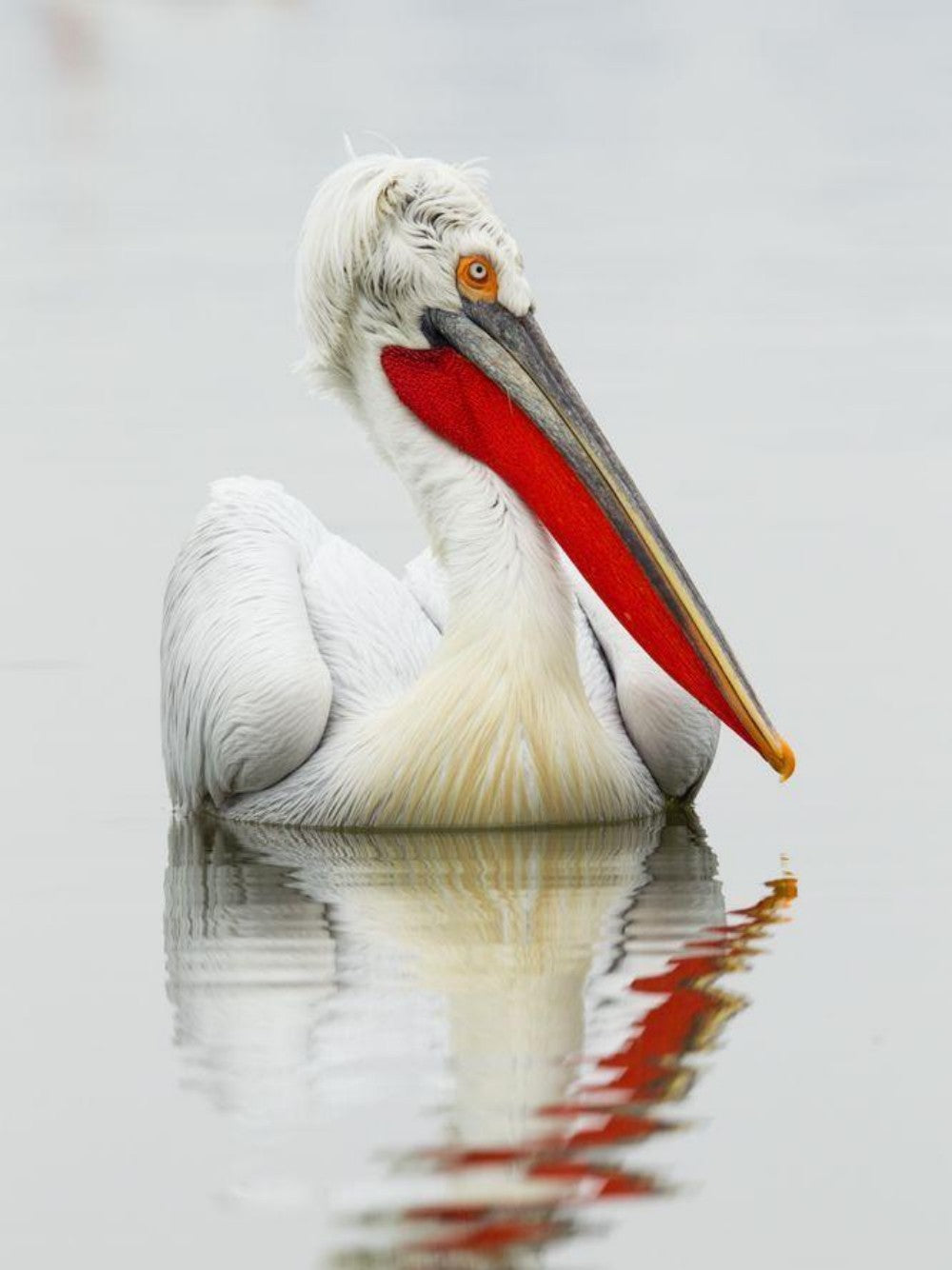 Pelican | Diamond Painting