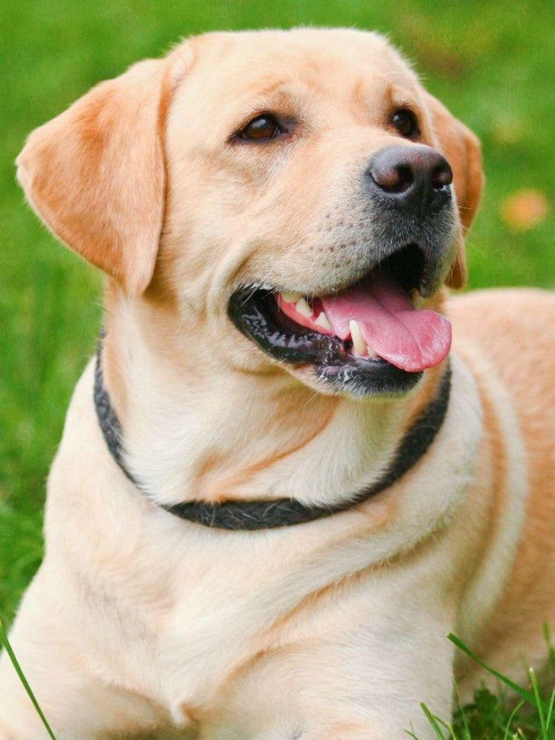 Yellow Labrador Dog | Diamond Painting