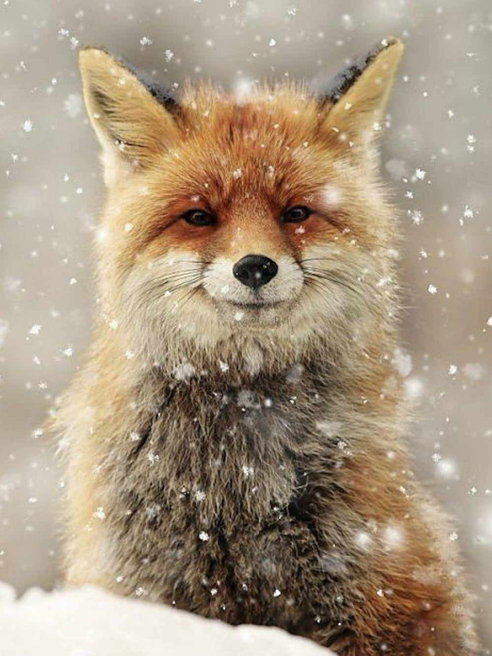 Fox | Diamond Painting