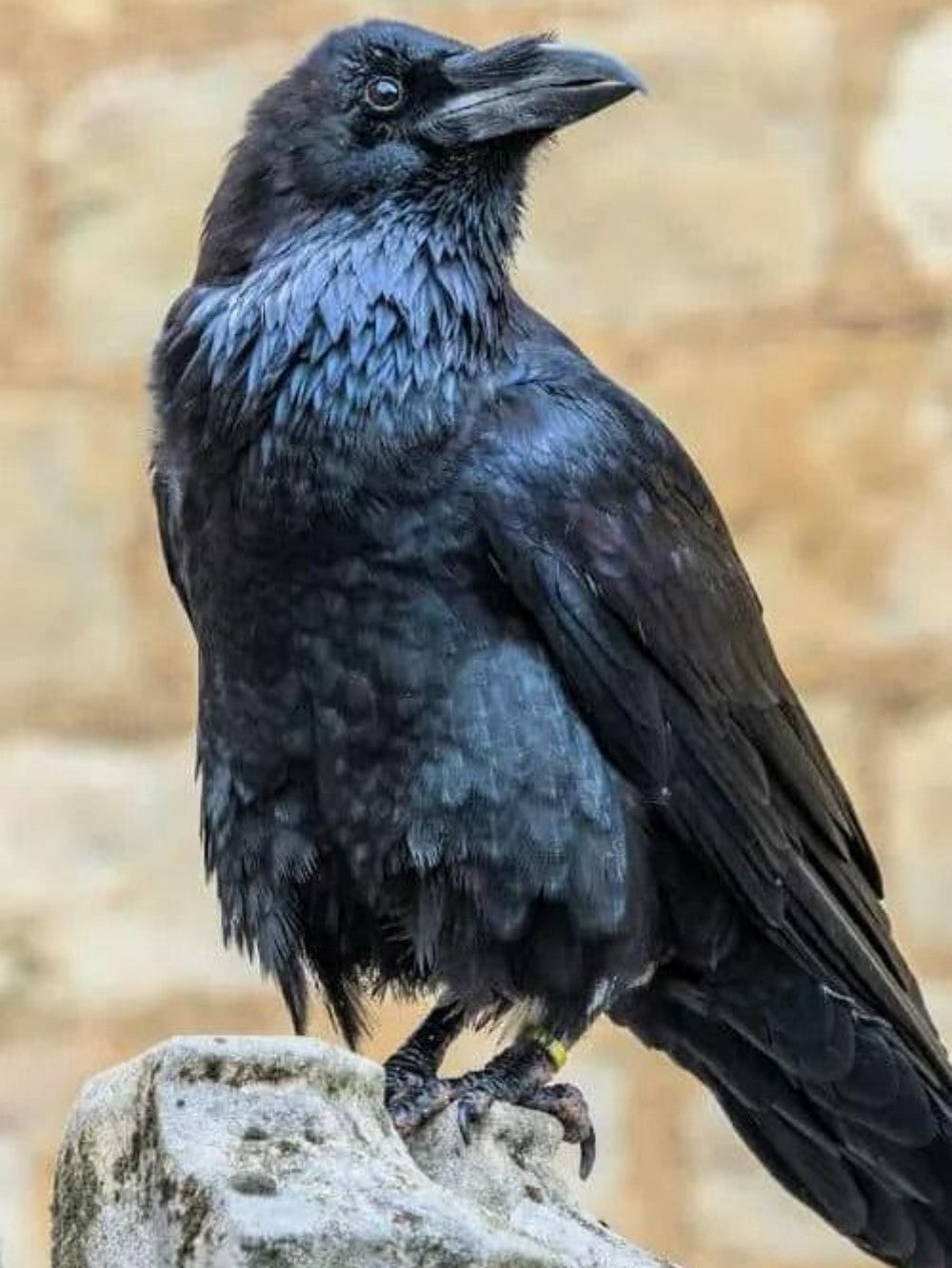 Crow | Diamond Painting
