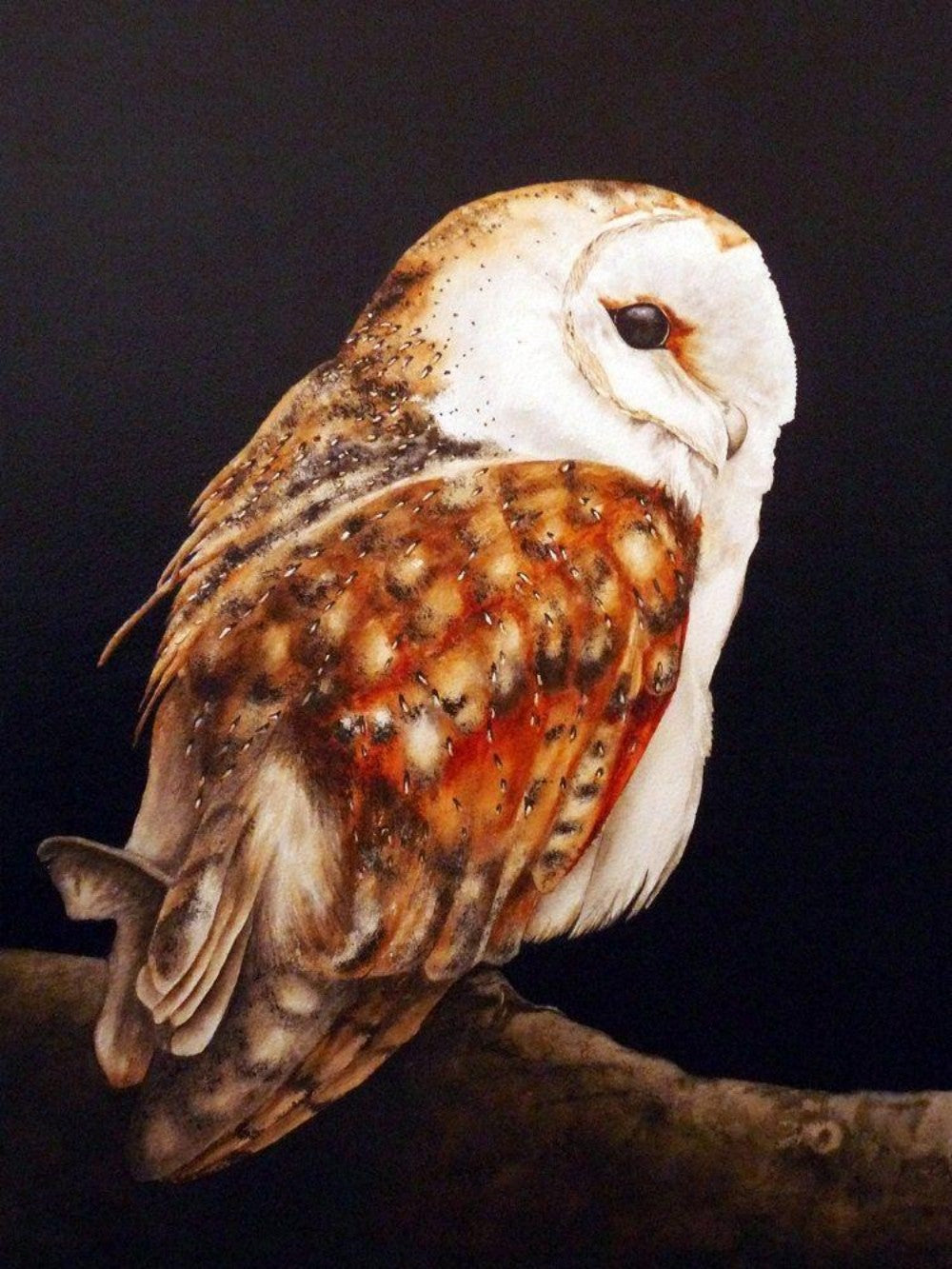 Barn Owl | Diamond Painting