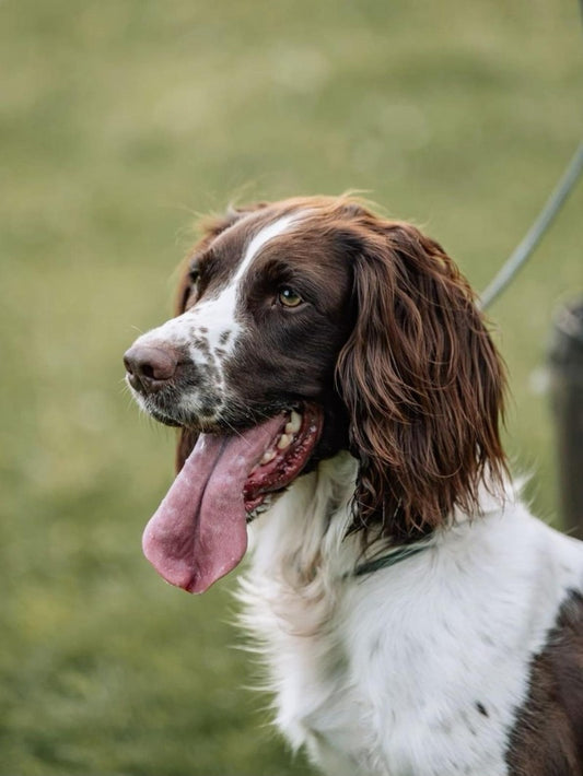 English Springer Spaniel Dog | Diamond Painting