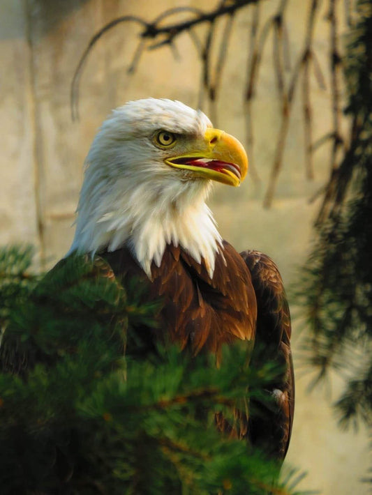 Eagle | Diamond Painting