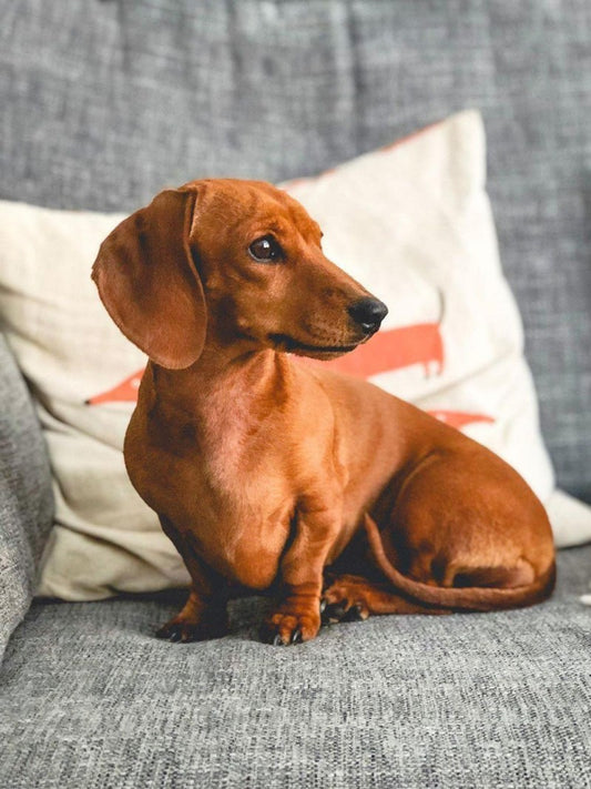Dachshund Dog | Diamond Painting