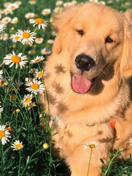 Golden Retriever Dog | Diamond Painting