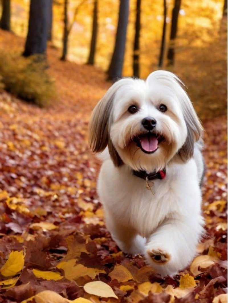 Havanese Dog | Diamond Painting