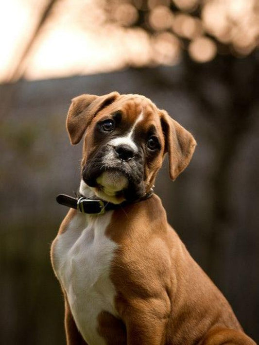 Boxer Dog | Diamond Painting