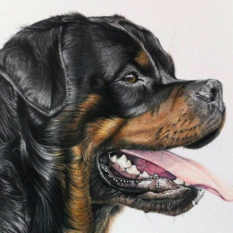 Rottweiler Dog | Diamond Painting