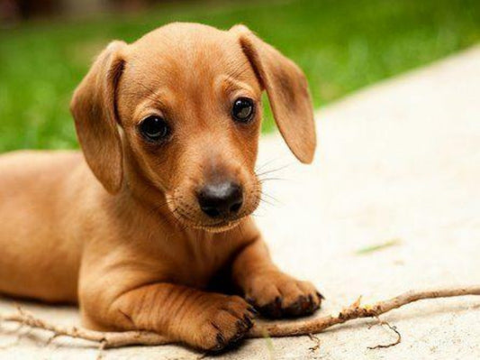 Dachshund Dog | Diamond Painting