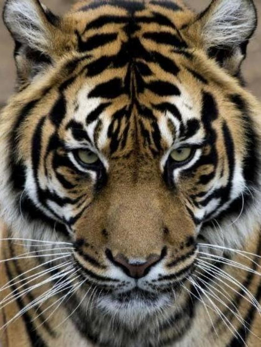 Bengal Tiger | Diamond Painting