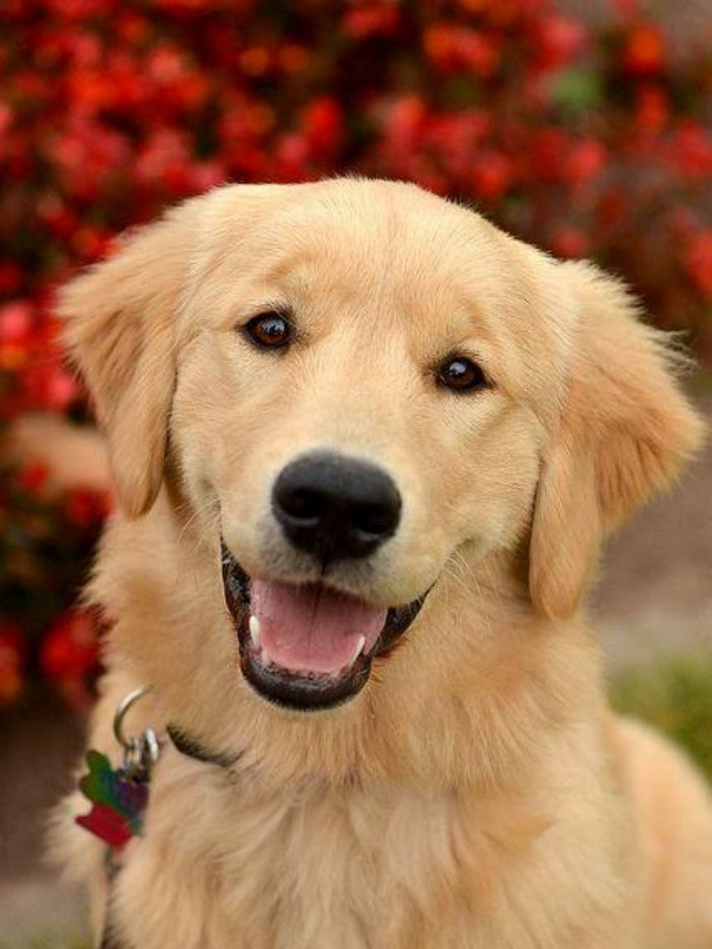 Yellow Labrador Dog | Diamond Painting