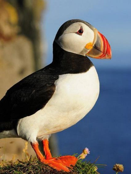 Puffin | Diamond Painting
